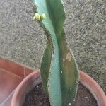 Euphorbia ingens List