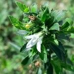 Capraria biflora 花