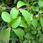 Stewartia pseudocamellia Folla