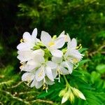 Polemonium foliosissimum Fiore