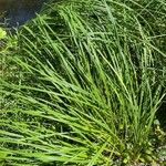 Carex ripariaLeaf