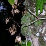 Begonia glabra Egyéb