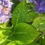 Hydrangea spp. Blad