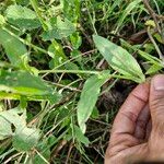 Emilia coccinea Leaf