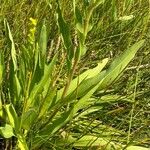 Solidago sempervirens Folla