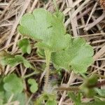 Saxifraga granulata Hoja