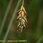 Carex limosa Lorea