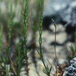 Crucianella latifolia Hábito