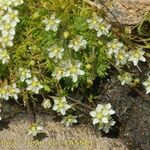 Sagina glabra Hábito