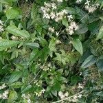 Clematis vitalba عادت داشتن