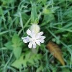 Silene dichotoma Flower