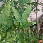 Solanum pseudocapsicum Leaf