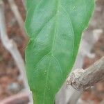 Justicia brasiliana Leaf