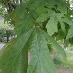 Acer macrophyllum Frunză