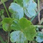 Ranunculus omiophyllus Leaf