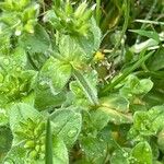 Cerastium glomeratum Hábitos