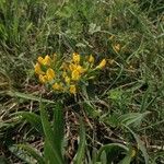 Cytisus decumbens Цвят