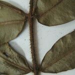 Myrcia bracteata Otro