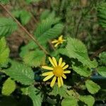 Jacobaea aquatica Flor