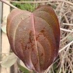 Cornus kousa Leaf