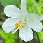 Hibiscus phoeniceus 花