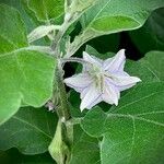 Solanum melongena Flower