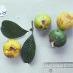 Pouteria macrophylla Other