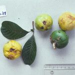 Pouteria macrophylla Diğer