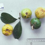 Pouteria macrophylla 其他