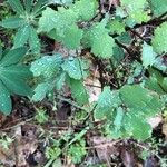 Quercus berberidifolia Ліст