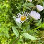 Erigeron annuus പുഷ്പം