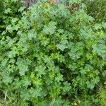 Malva verticillata Blad