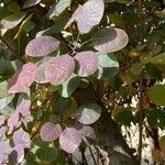 Cotinus coggygria Leaf