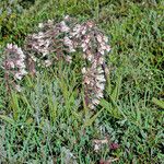 Epipactis palustris Habit