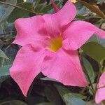 Mandevilla laxaᱵᱟᱦᱟ