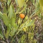 Osyris lanceolata Fruit