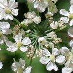 Laserpitium latifoliumFlower