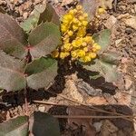 Berberis repens Flower