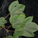 Acer sterculiaceum Хабит