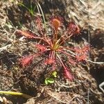 Drosera intermedia Lapas