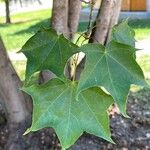Acer cappadocicum Leaf