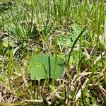 Ranunculus hybridus 葉