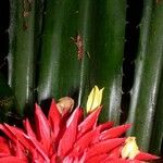 Aechmea magdalenae Leaf