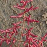 Salicornia procumbens Frucht