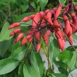 Erythrina crista-galli Flor