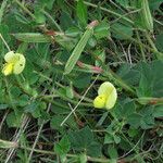 Lotus maritimus Fruit