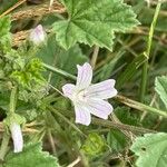 Malva neglecta Blomst