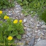 Adonis pyrenaica Habitus