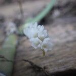 Bolusiella zenkeri Flor