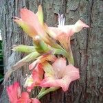 Gladiolus dalenii Blüte